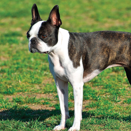 Boston Terrier