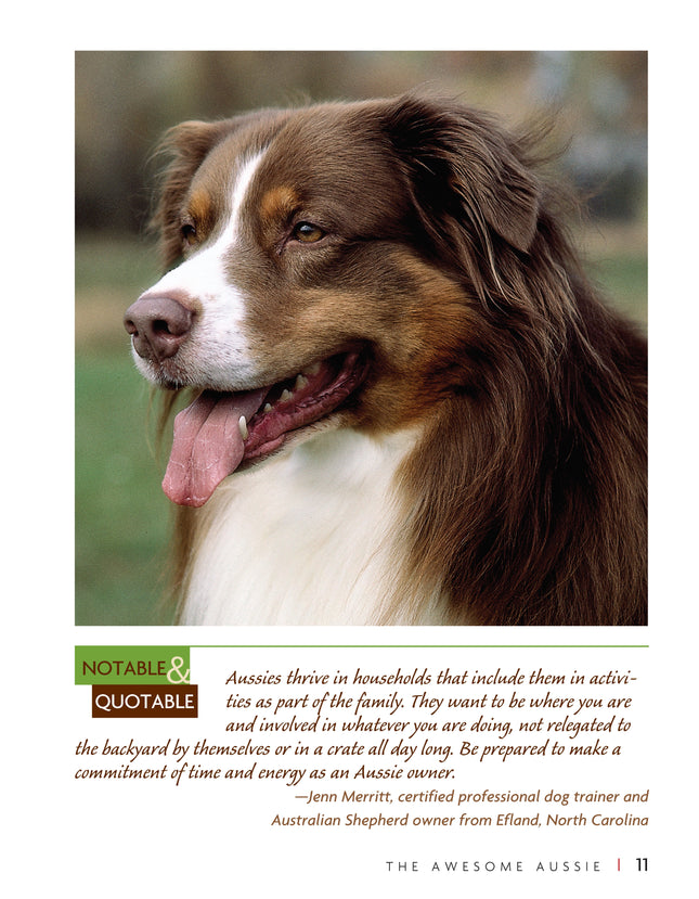 Australian Shepherd Dog