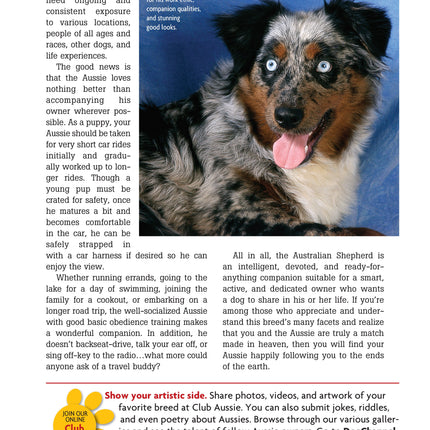 Australian Shepherd Dog