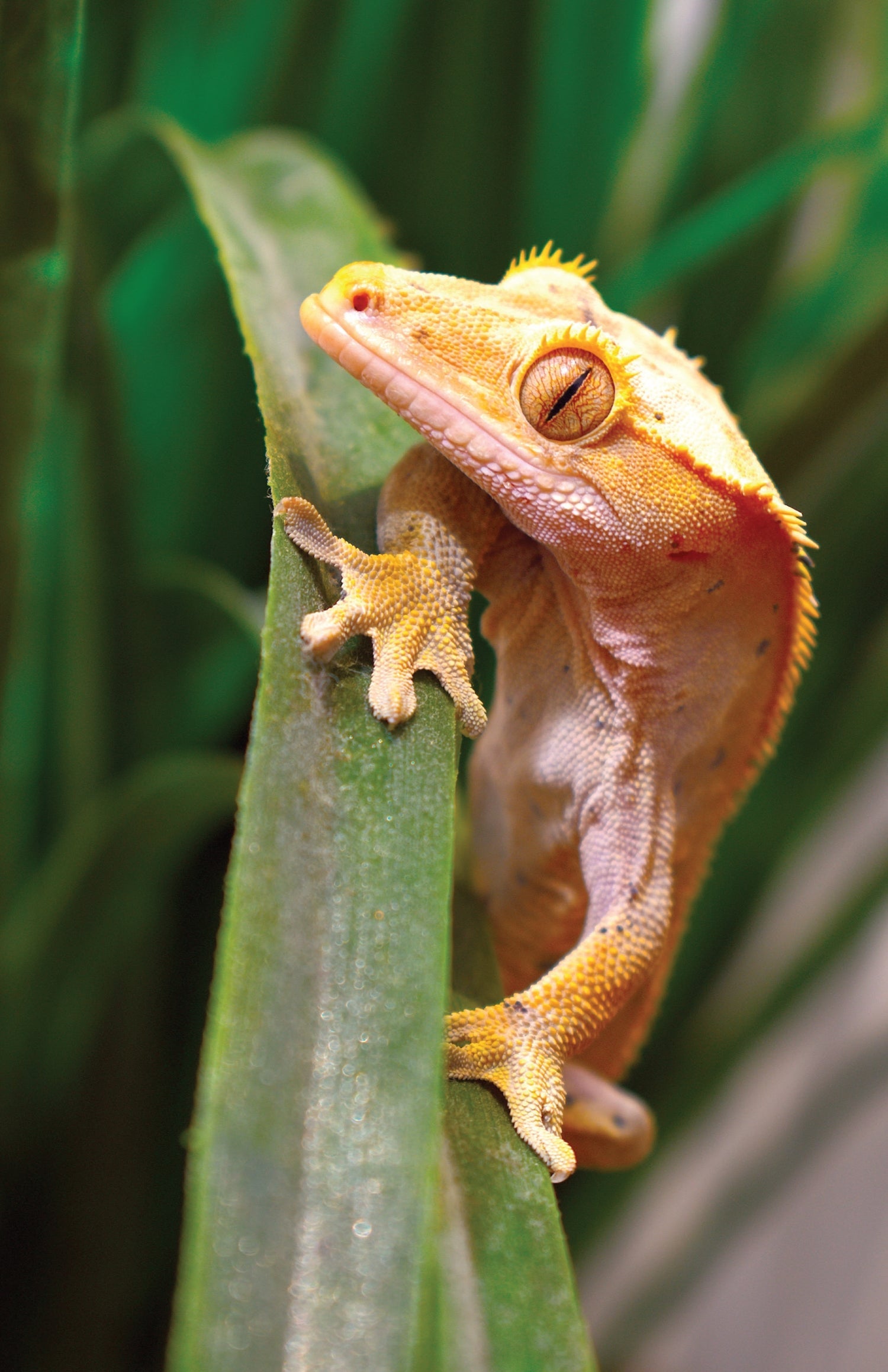 Crested Geckos