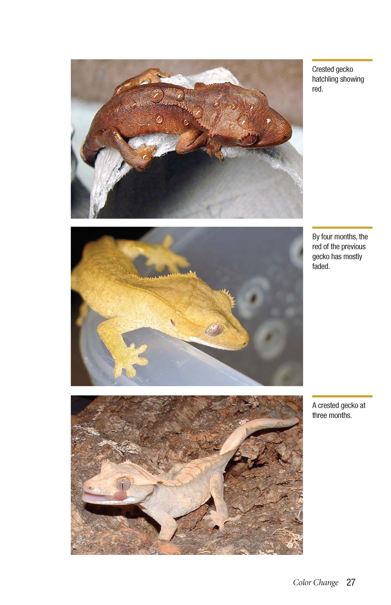 Crested Geckos