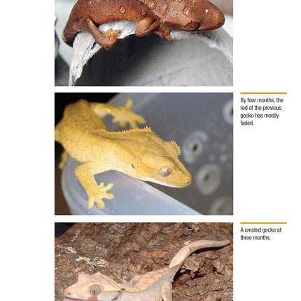 Crested Geckos