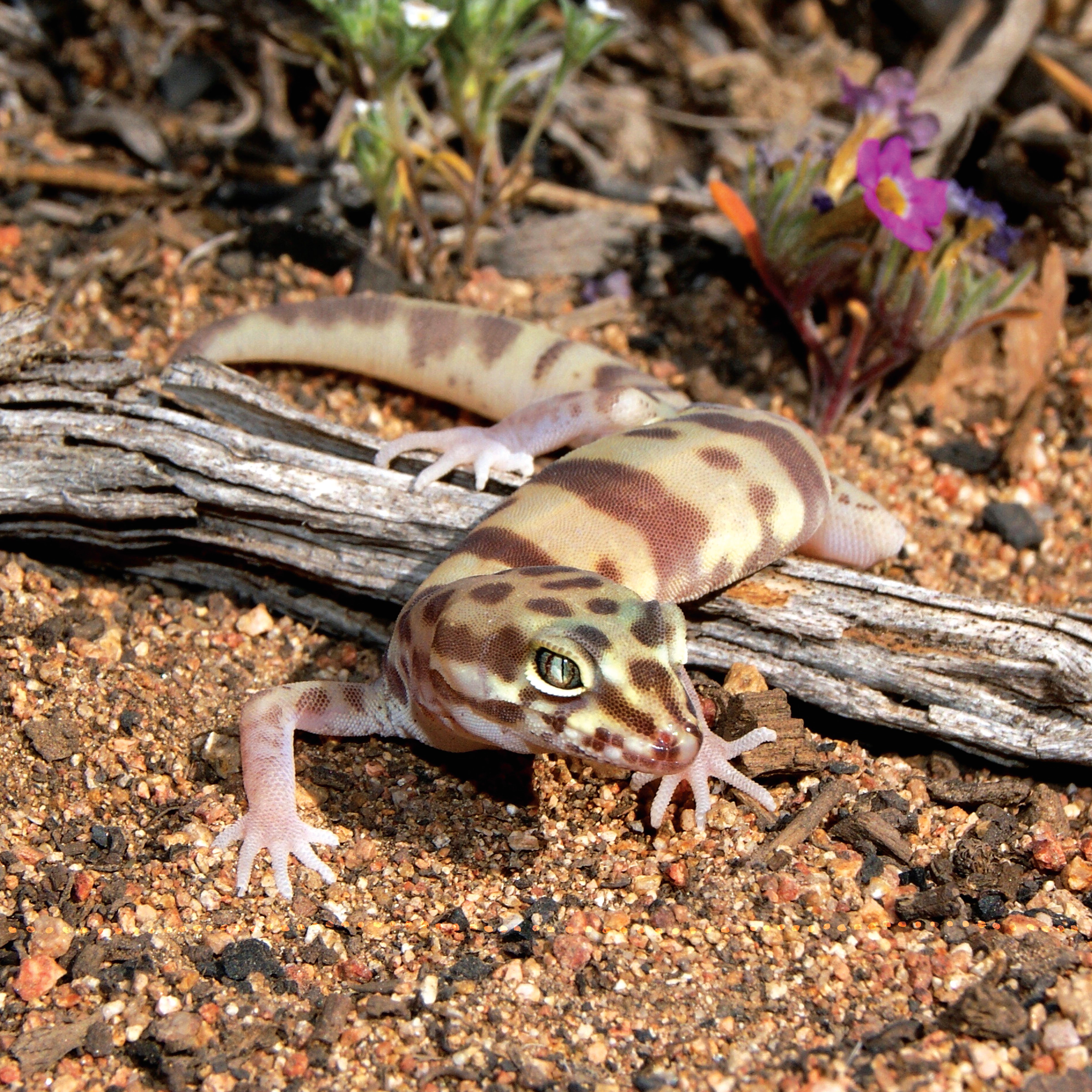 The Leopard Gecko Manual