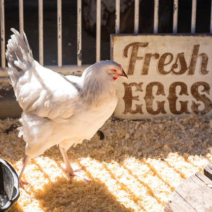 Hen and the Art of Chicken Maintenance