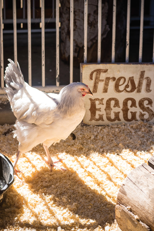 Hen and the Art of Chicken Maintenance