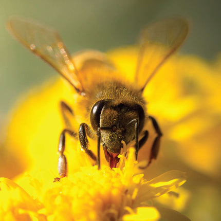 Honey Bee Hobbyist, 2nd Edition