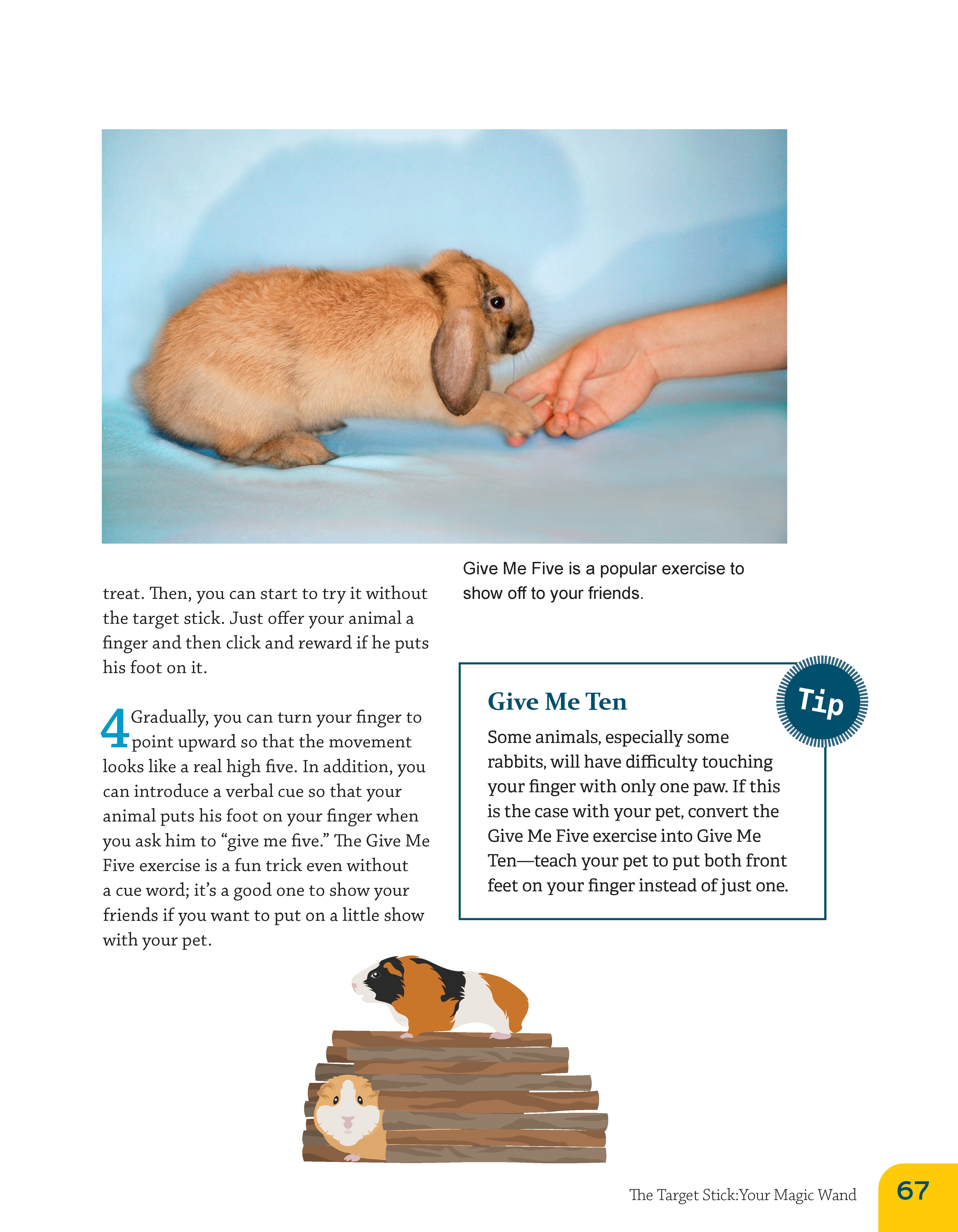 Clicker Training for Rabbits, Guinea Pigs, and Other Small Pets