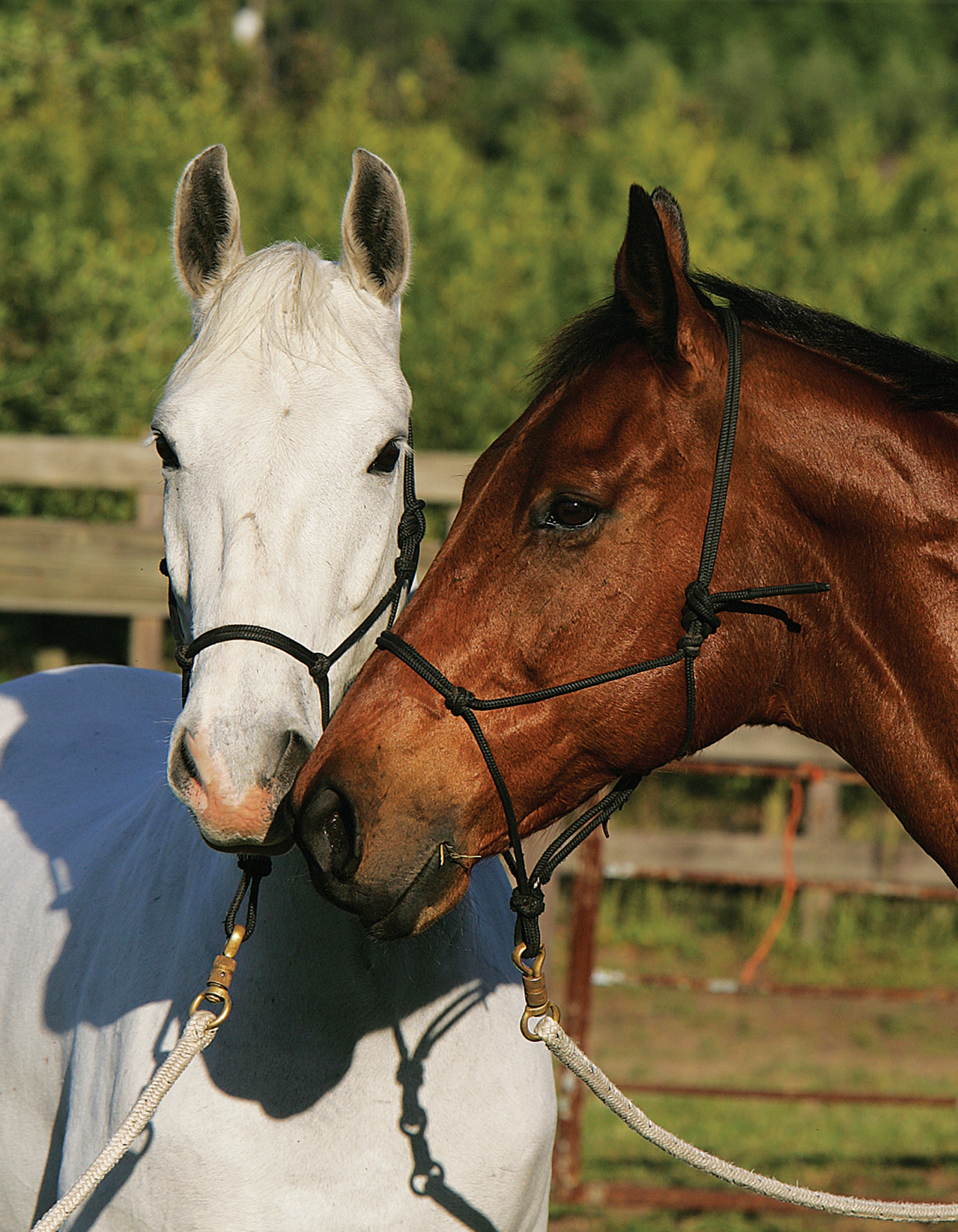 Original Horse Bible, 2nd Edition