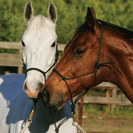 Original Horse Bible, 2nd Edition