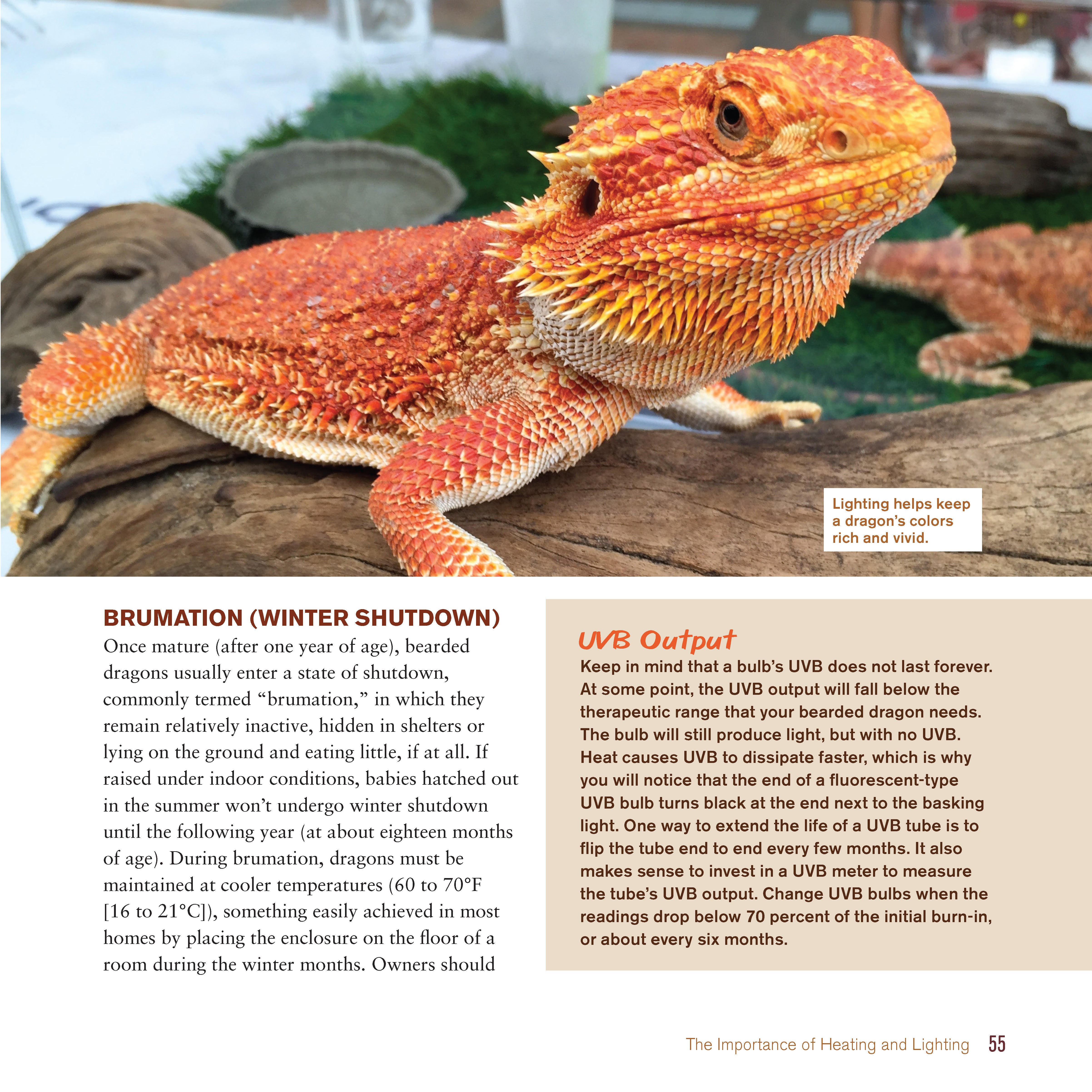 Bearded Dragon Manual, 3rd Edition