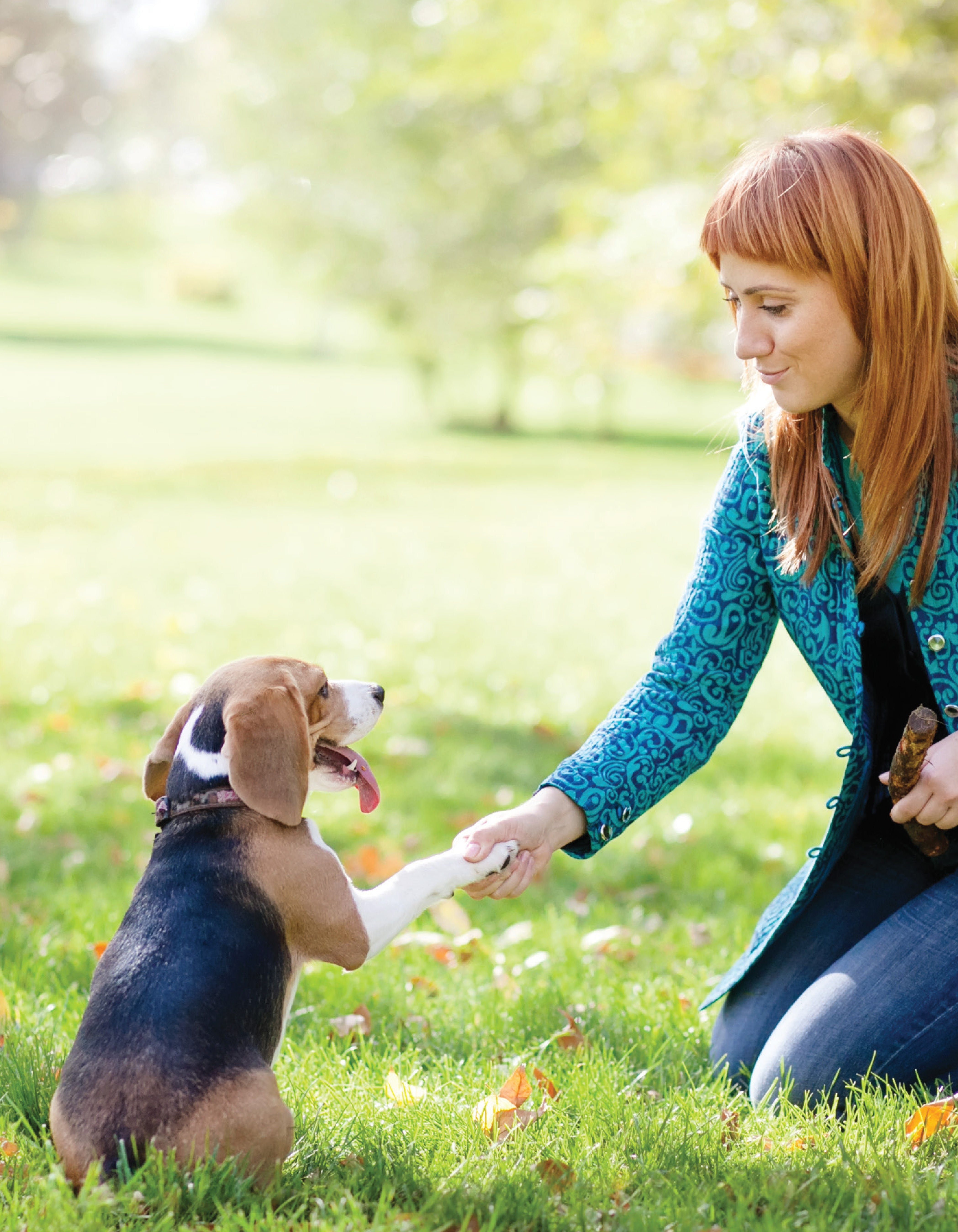 Ultimate Guide to Dog Training