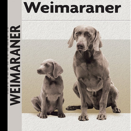 Weimaraner