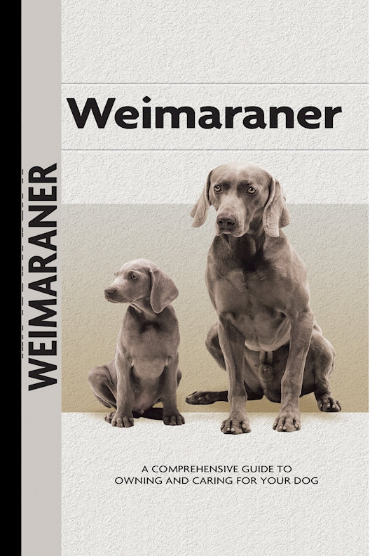 Weimaraner