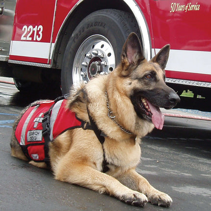 Ready! Training the Search and Rescue Dog