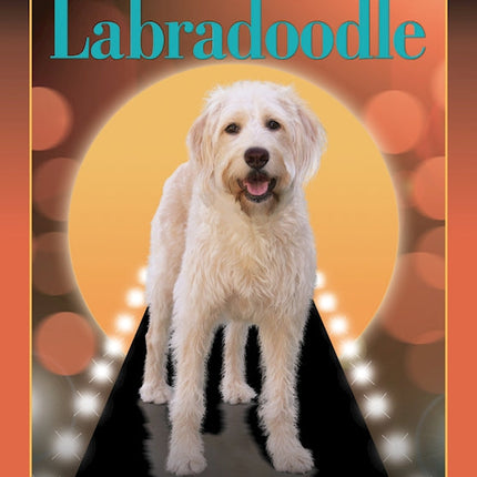 Labradoodle