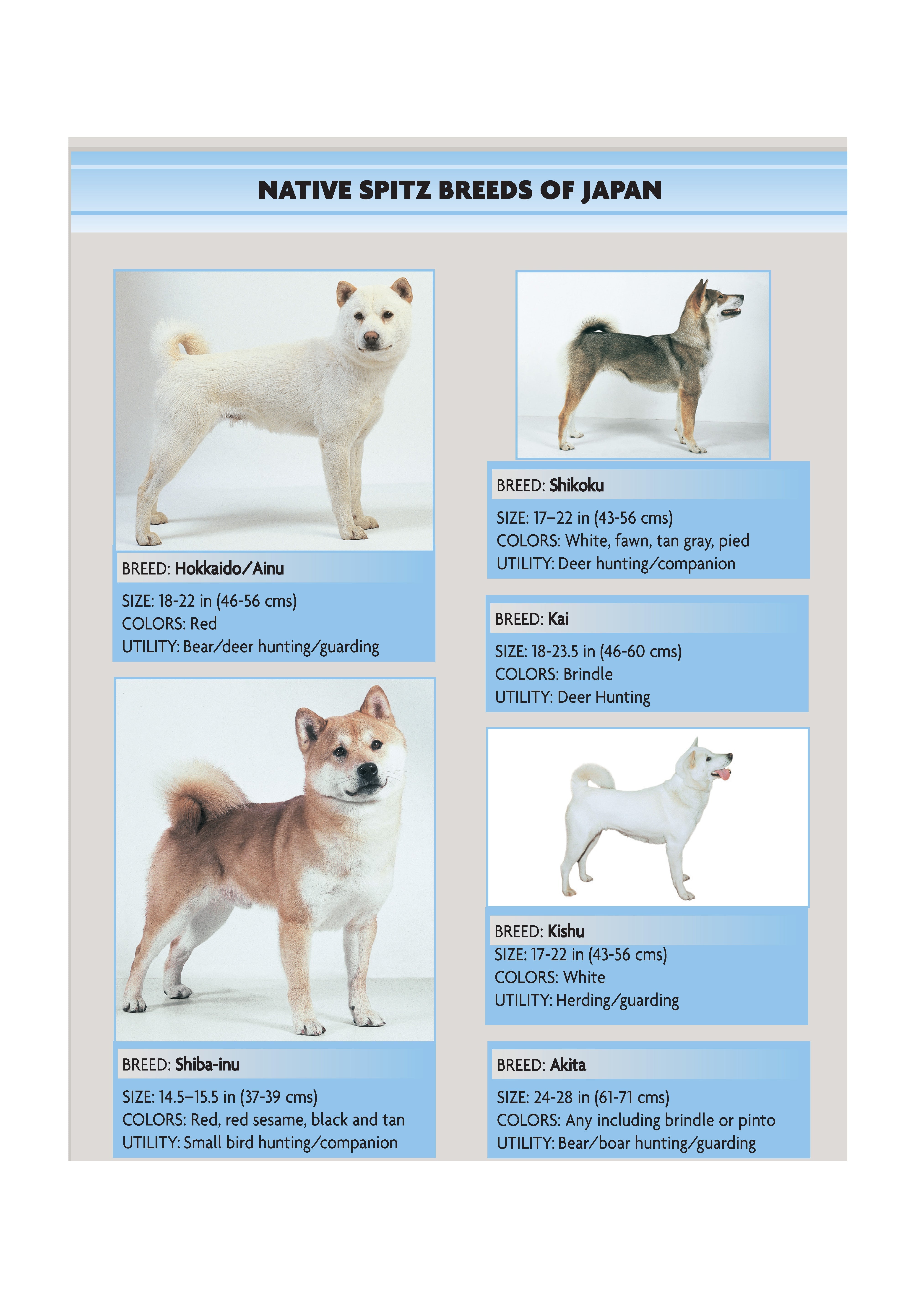 Akita (Comprehensive Owner's Guide)