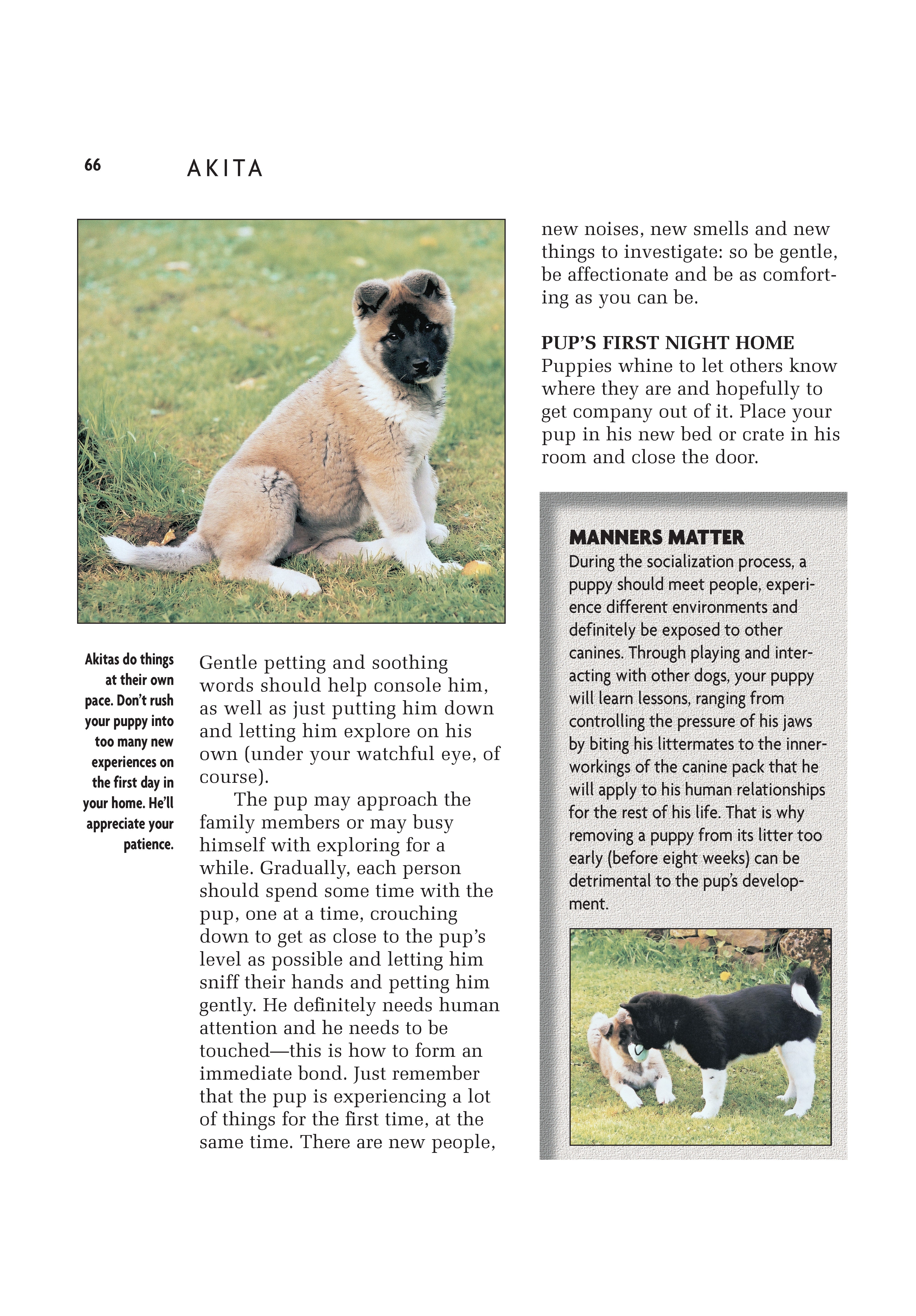 Akita (Comprehensive Owner's Guide)