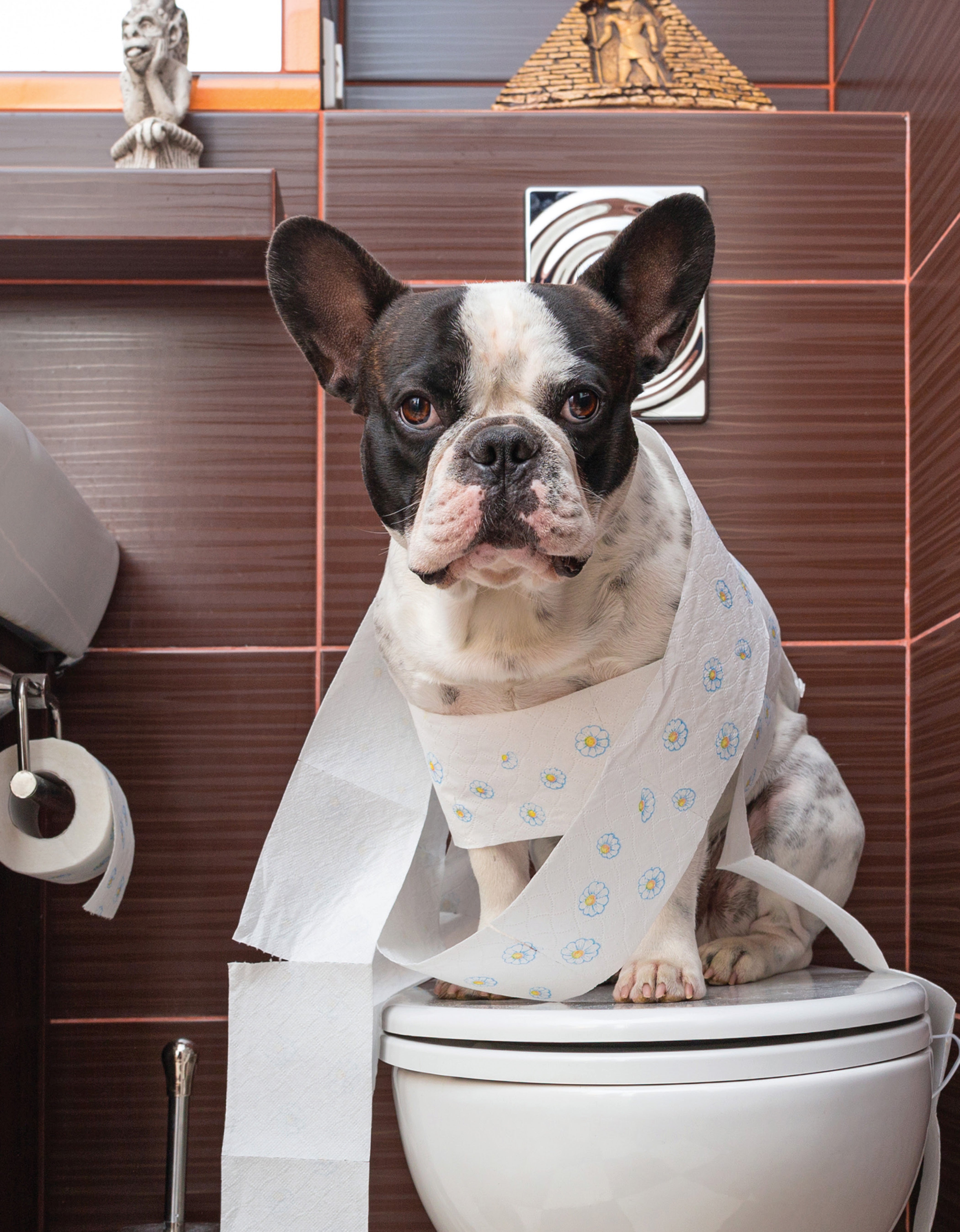 The Ultimate Guide to Dog Care