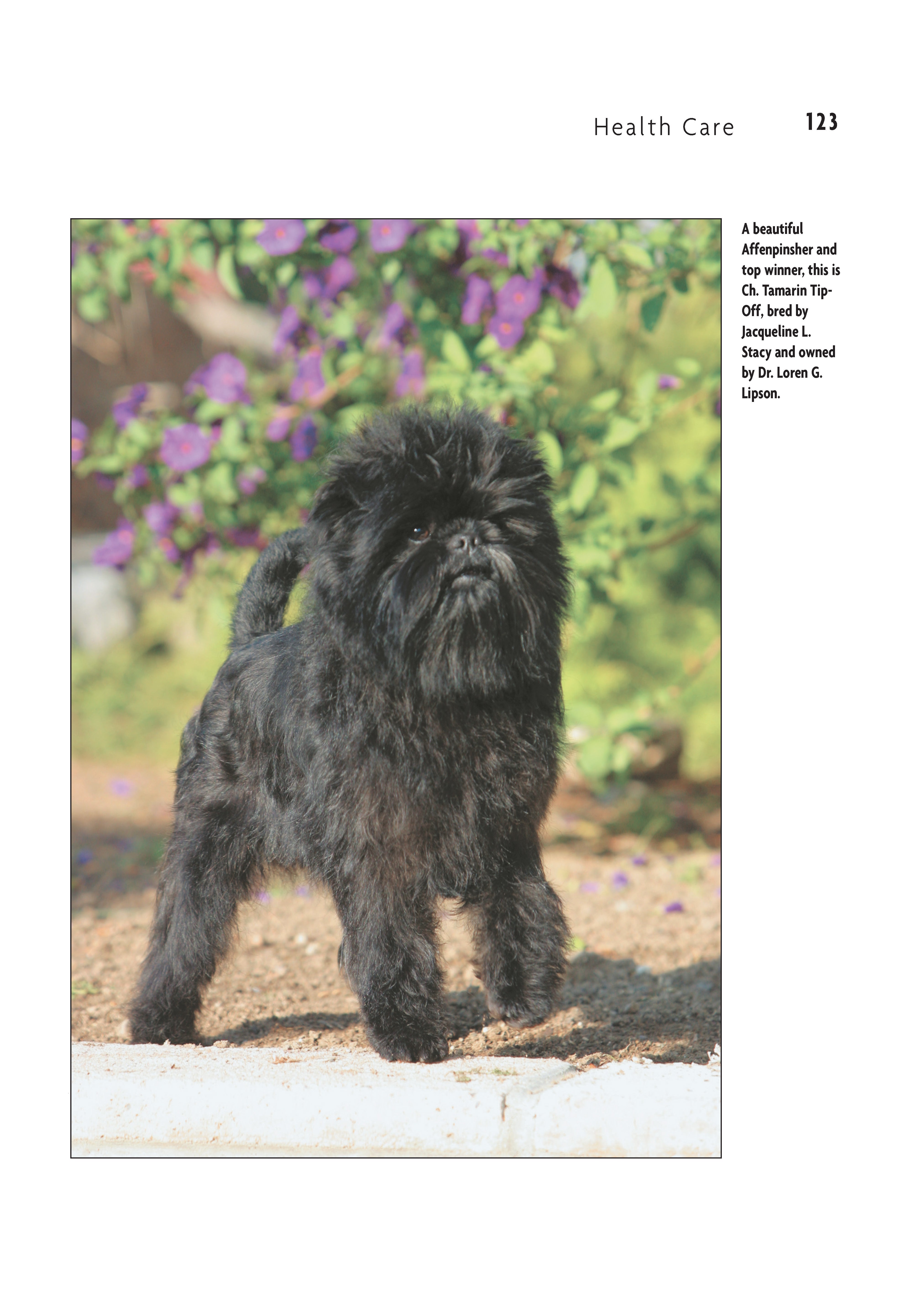 Affenpinscher (Comprehensive Owner's Guide)