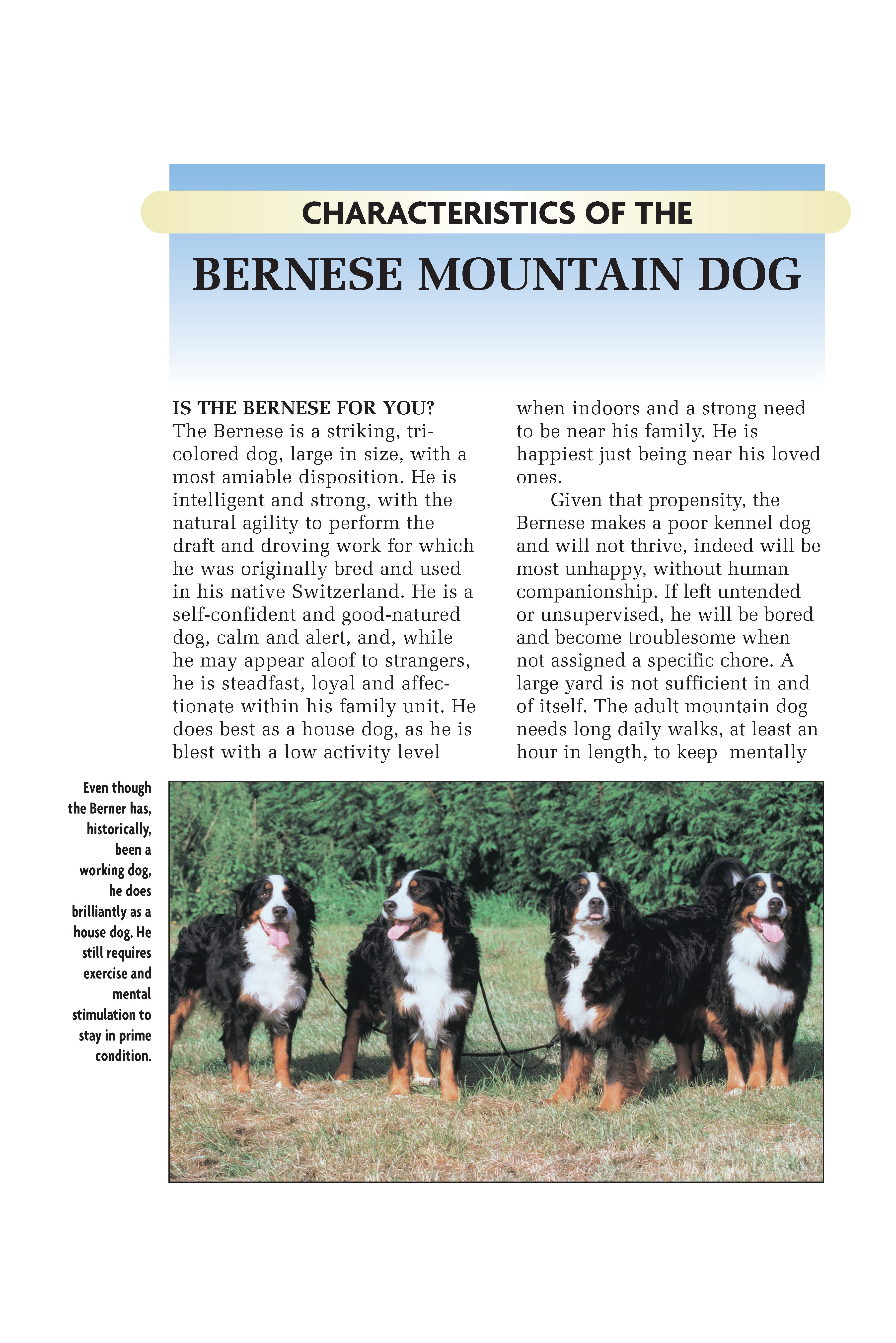 Bernese Mountain Dog (Comprehensive Owner's Guide)