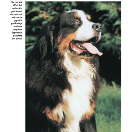 Bernese Mountain Dog (Comprehensive Owner's Guide)