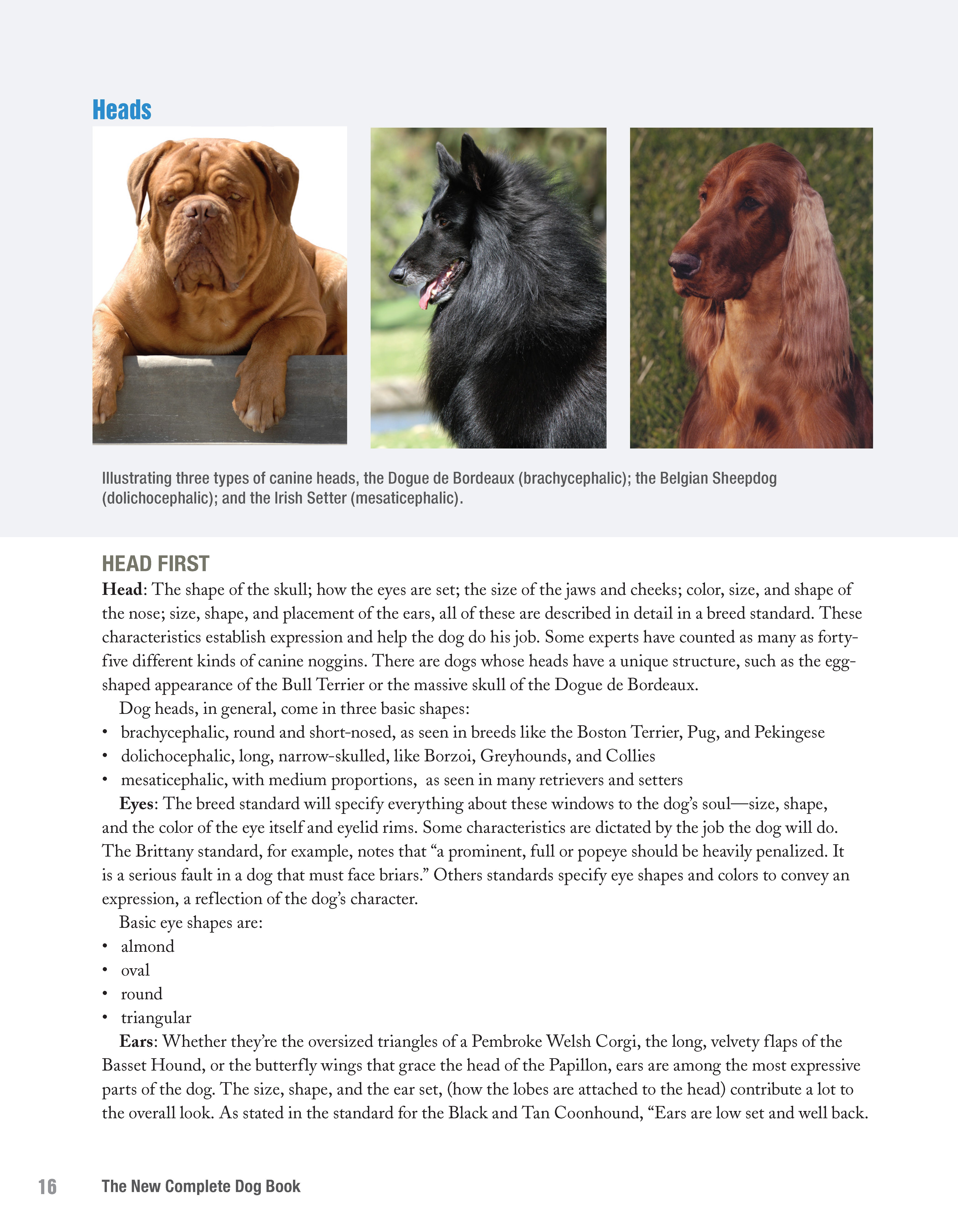 The New Complete Dog Book