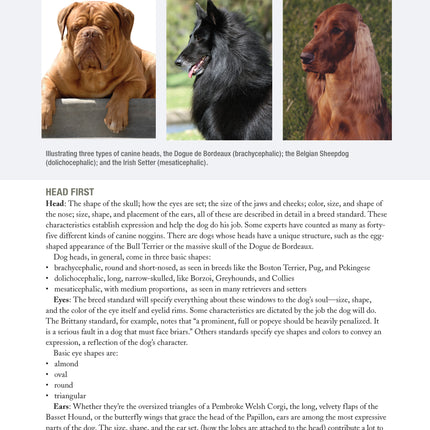 The New Complete Dog Book