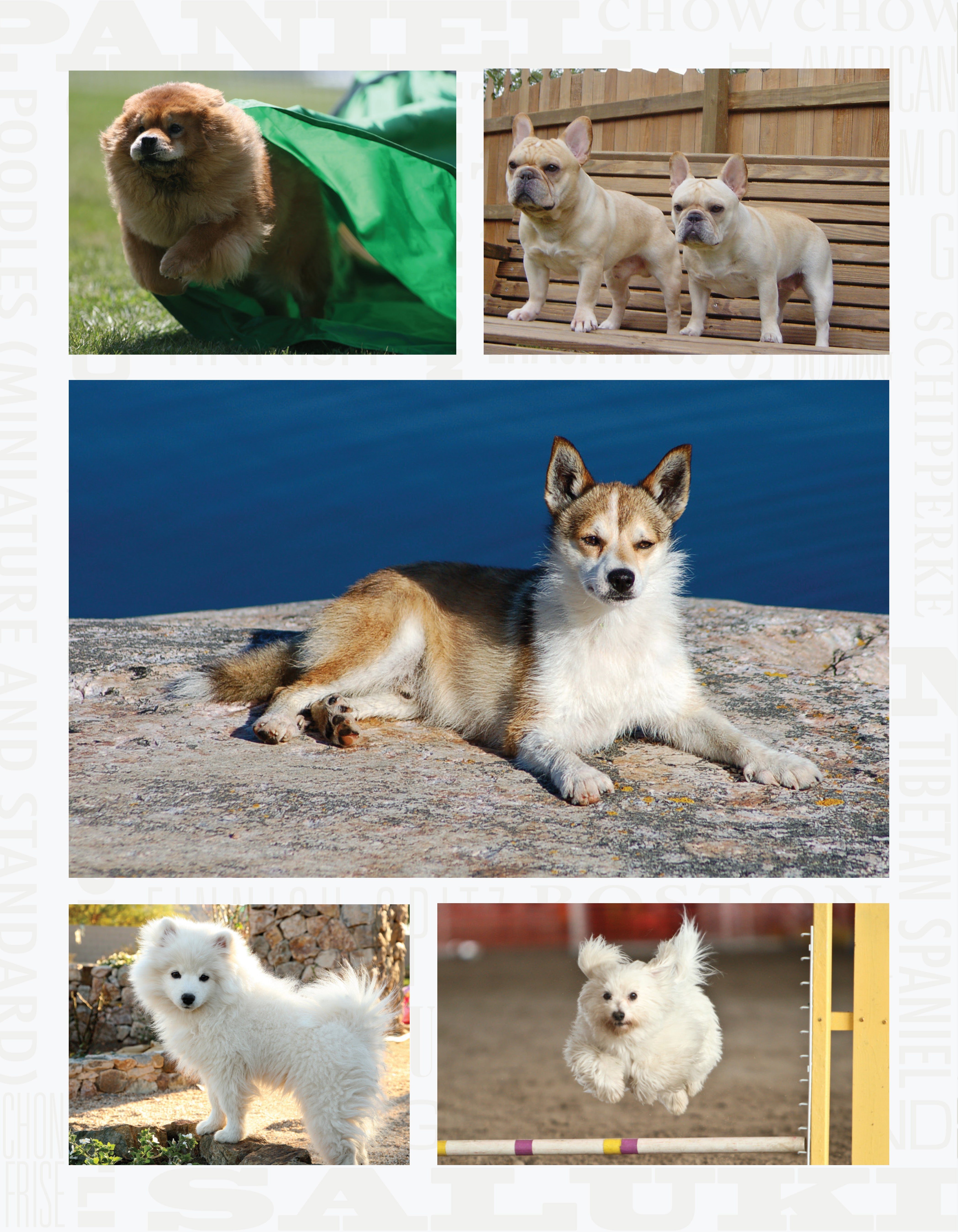 The New Complete Dog Book