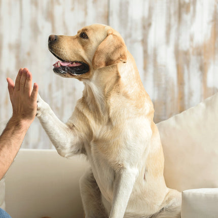 Turning Fierce Dogs Friendly