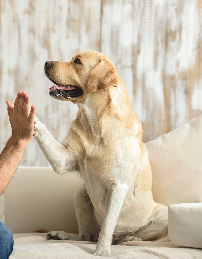 Turning Fierce Dogs Friendly