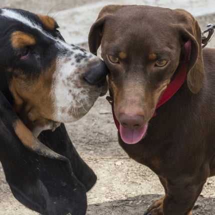 Turning Fierce Dogs Friendly