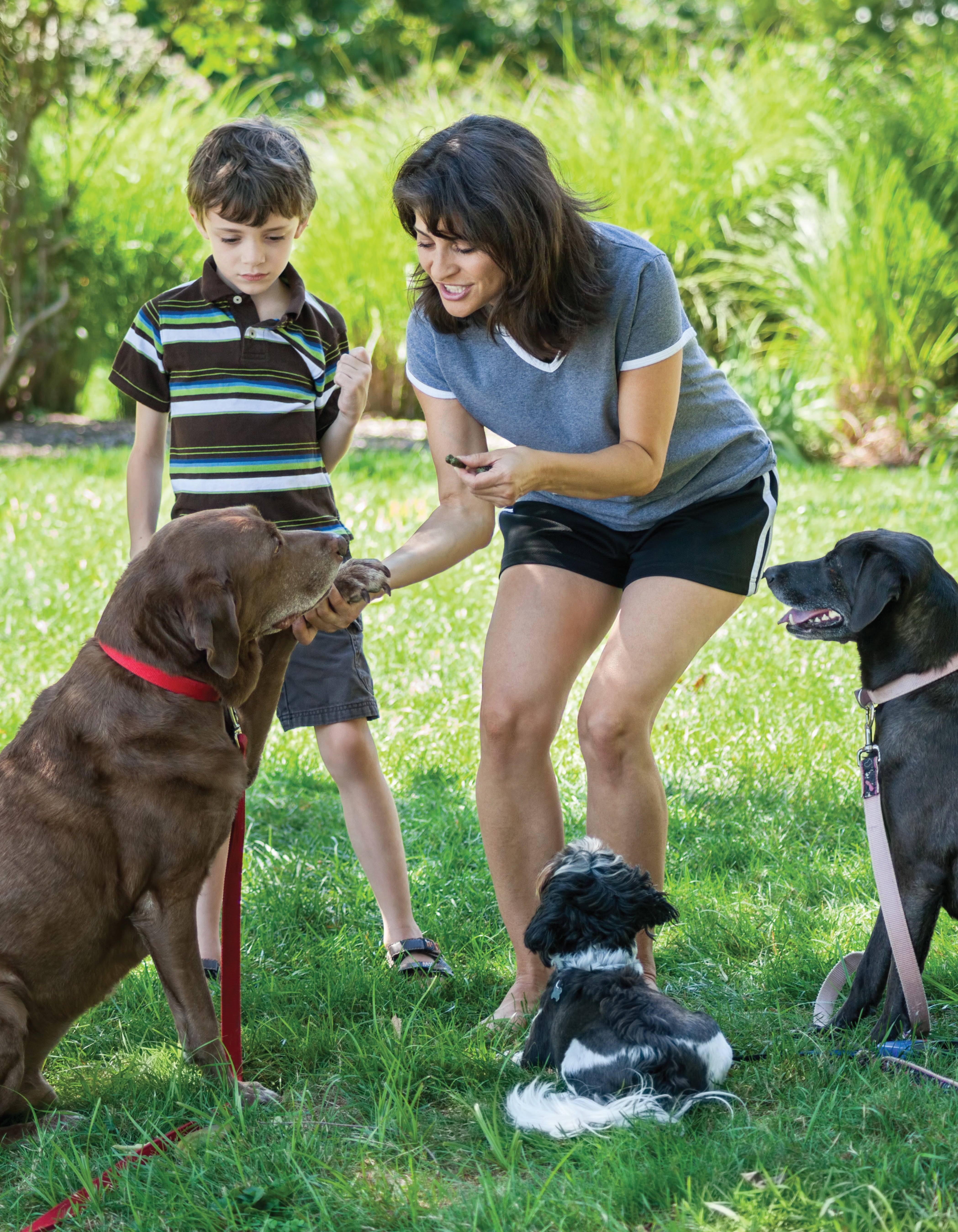 Ultimate Guide to Dog Training