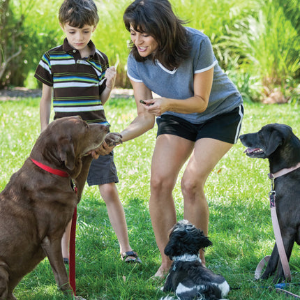 Ultimate Guide to Dog Training