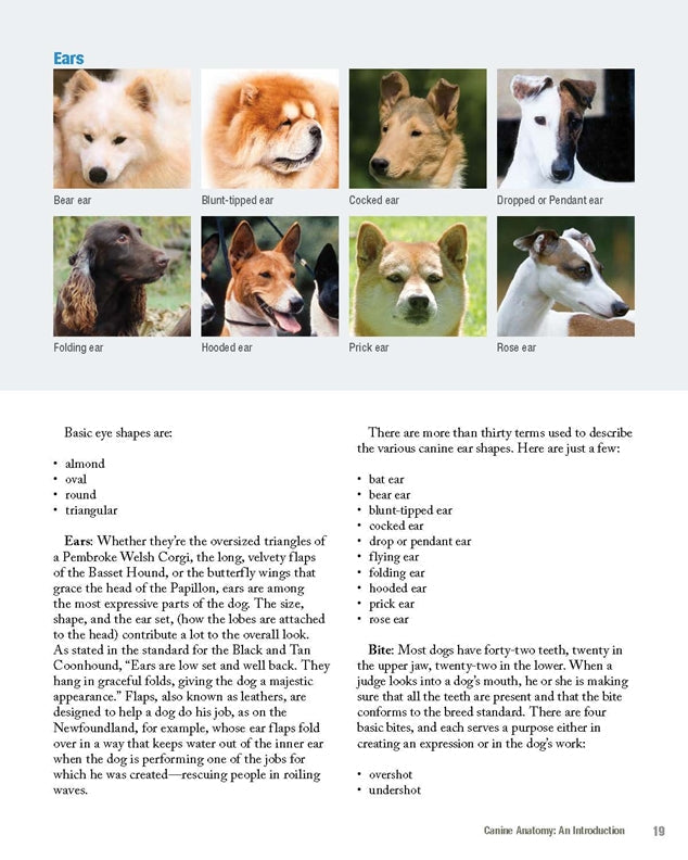 New Complete Dog Book, The, 23rd Edition