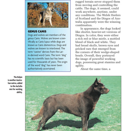 Australian Cattle Dog