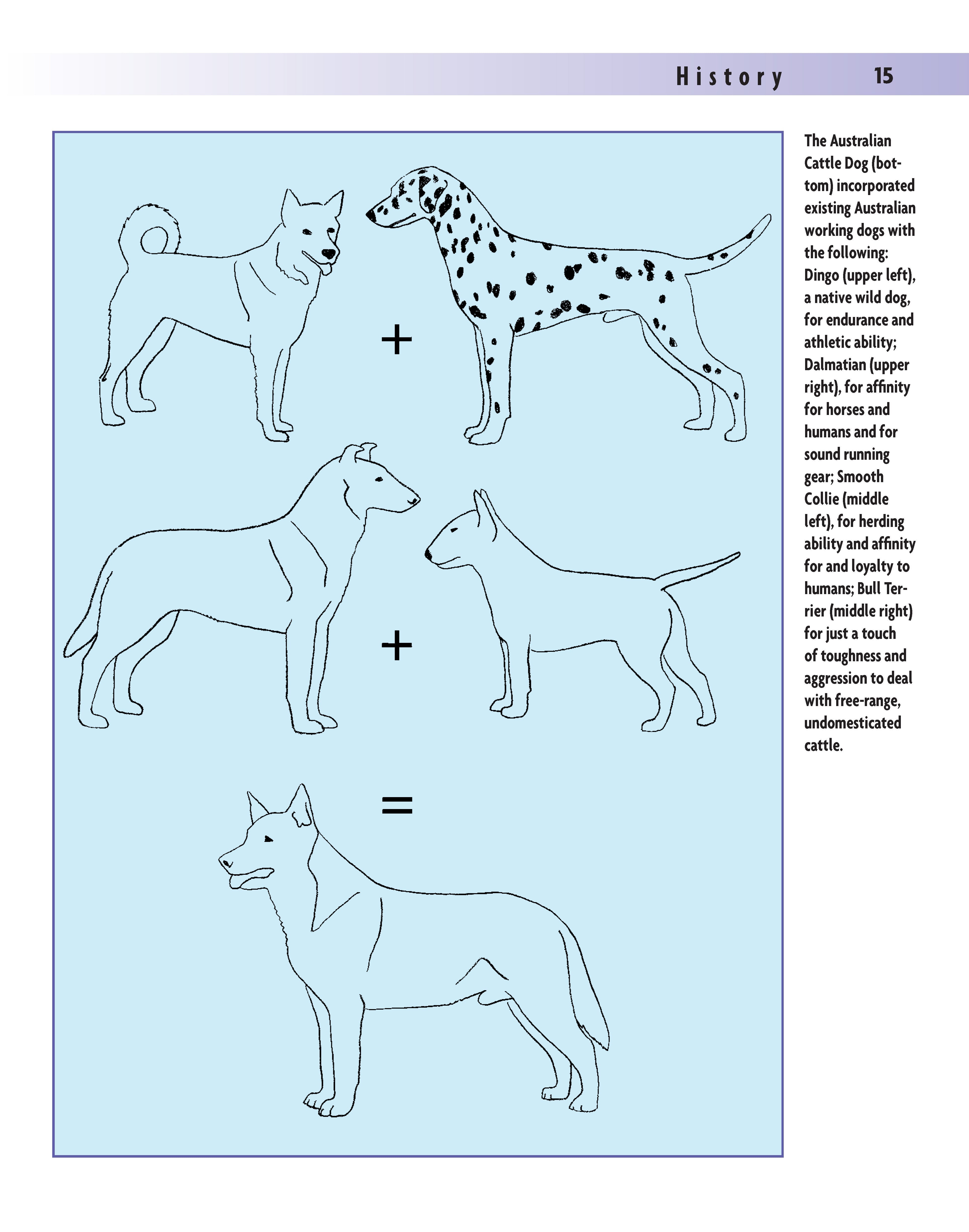 Australian Cattle Dog