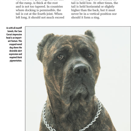 Cane Corso