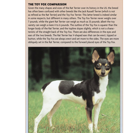 Rat Terrier (PB)