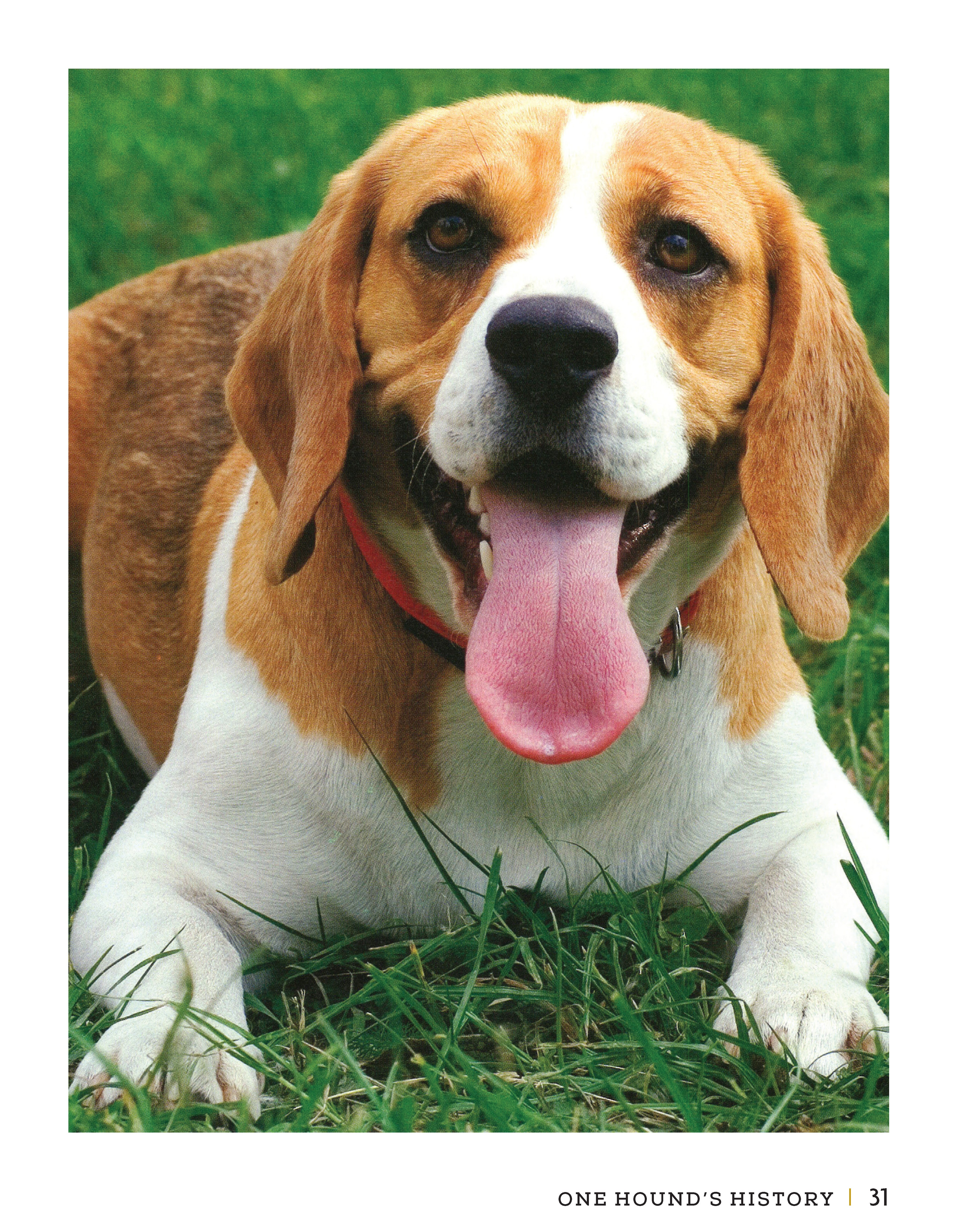 Beagle