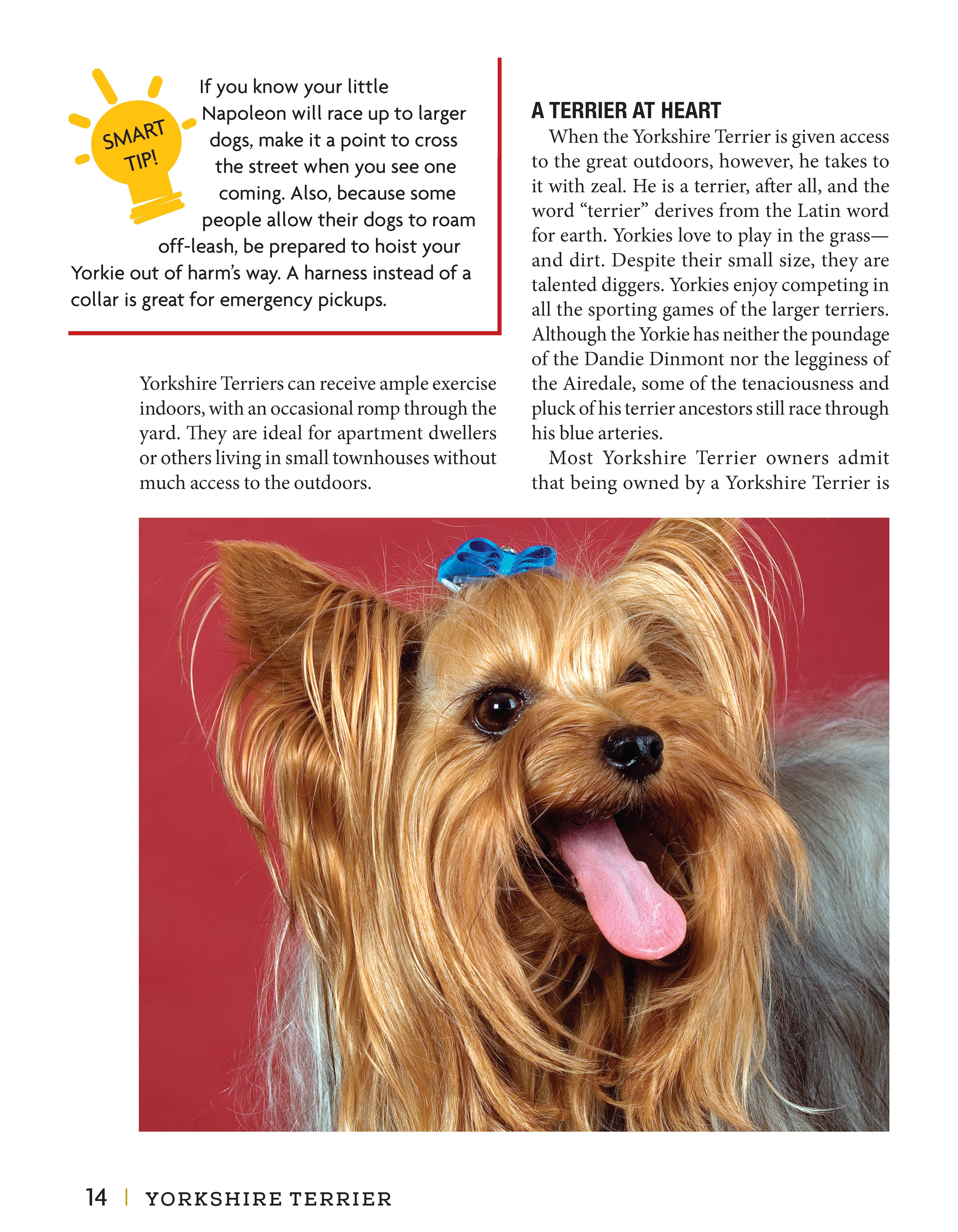 Yorkshire Terrier