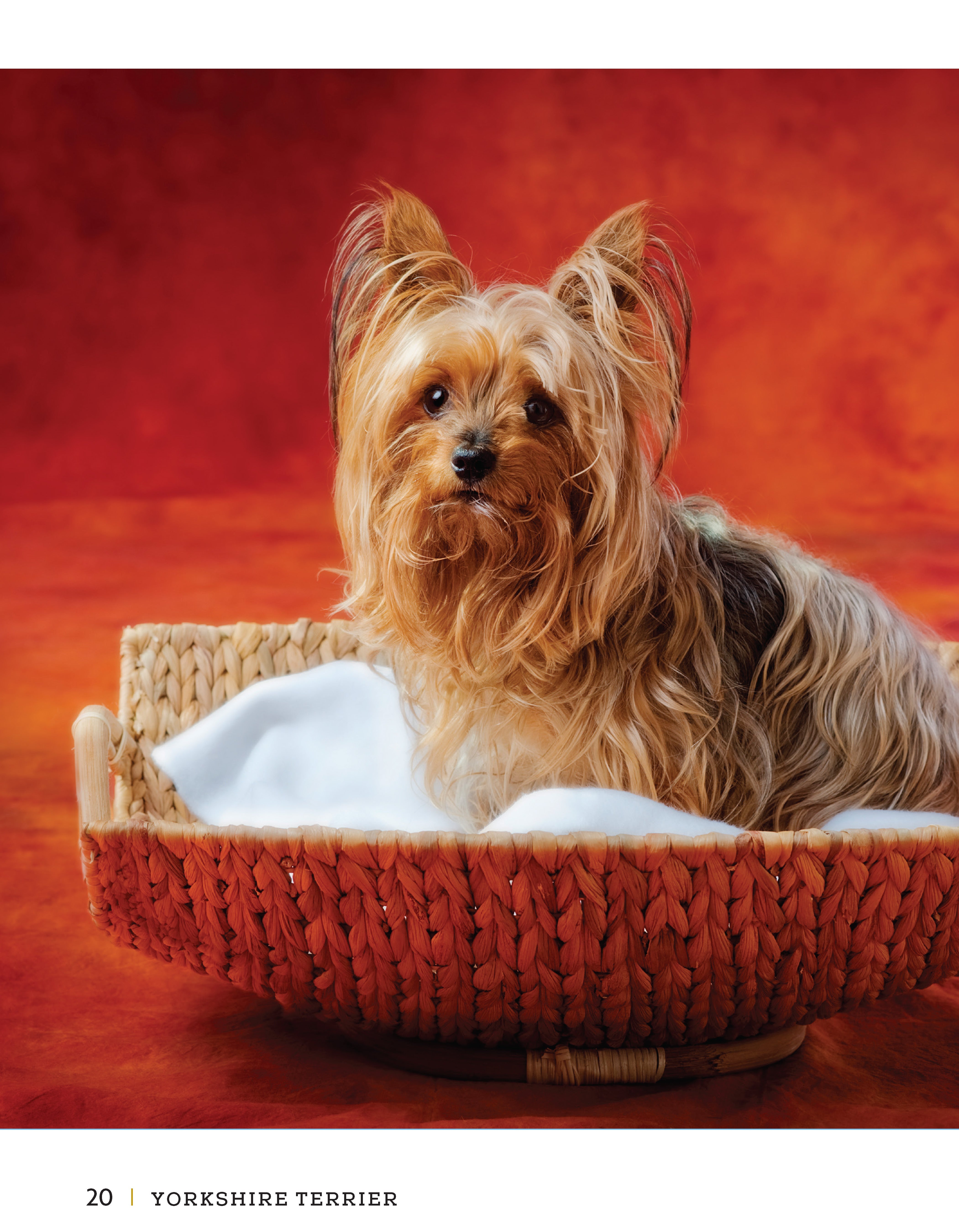 Yorkshire Terrier