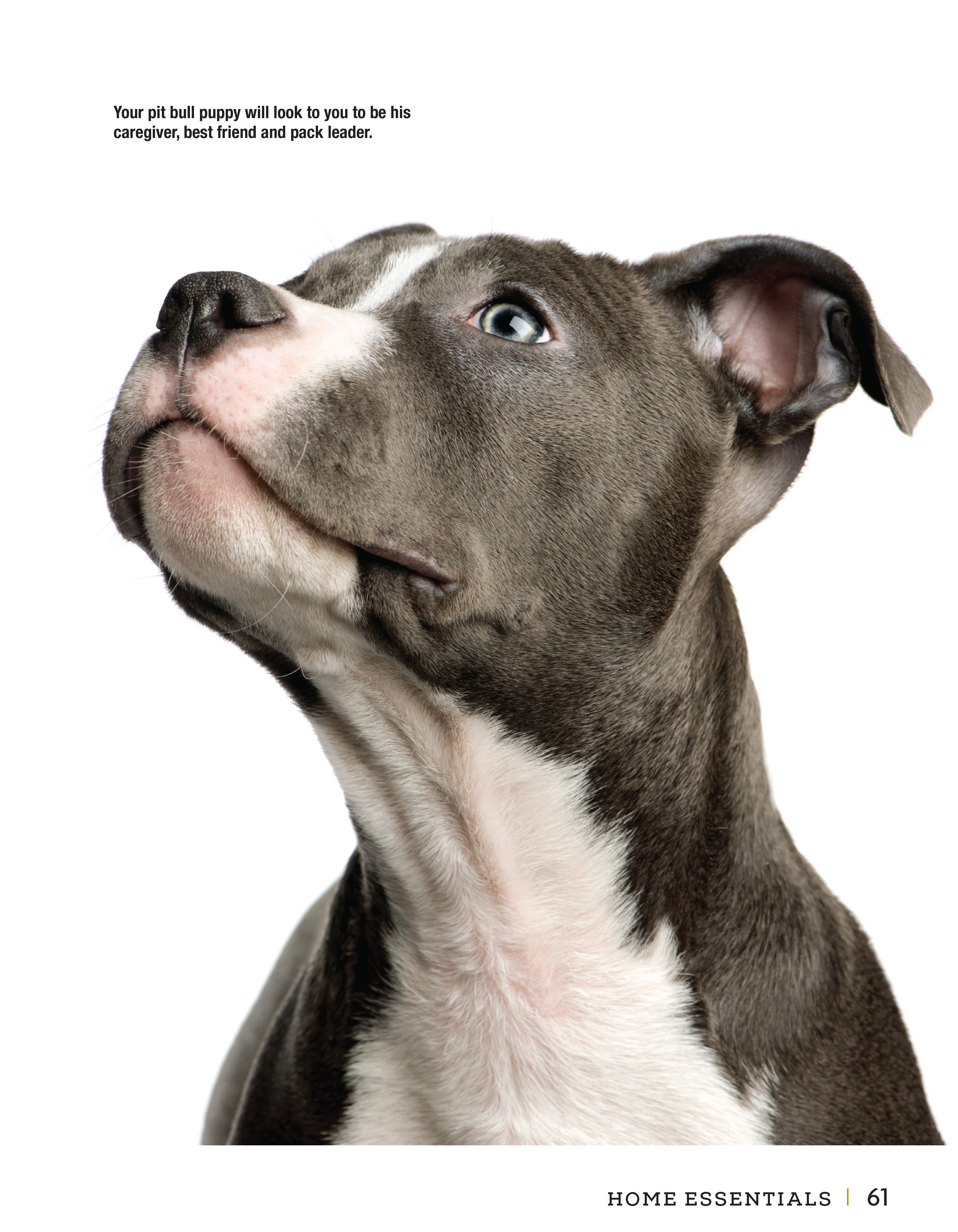 American Pit Bull Terrier