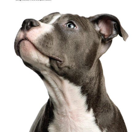 American Pit Bull Terrier