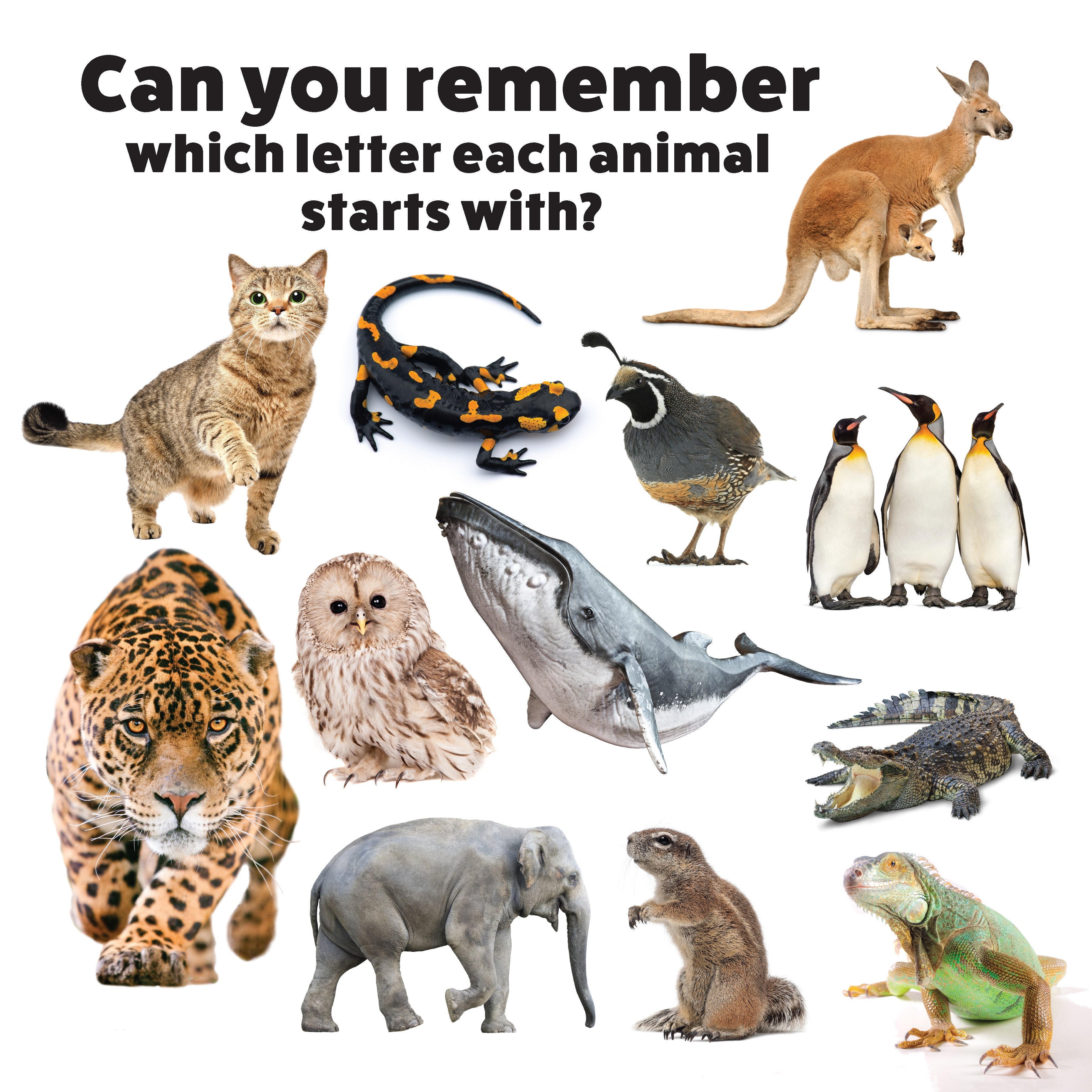 My First ABC Animal Book