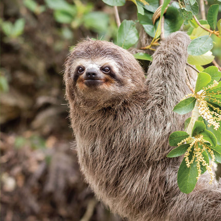 Peek and See Baby Animals All Grown Up