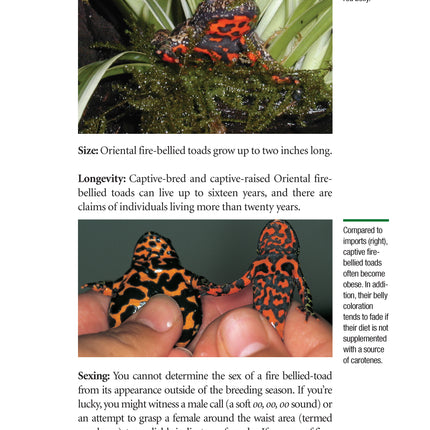 Popular Amphibians