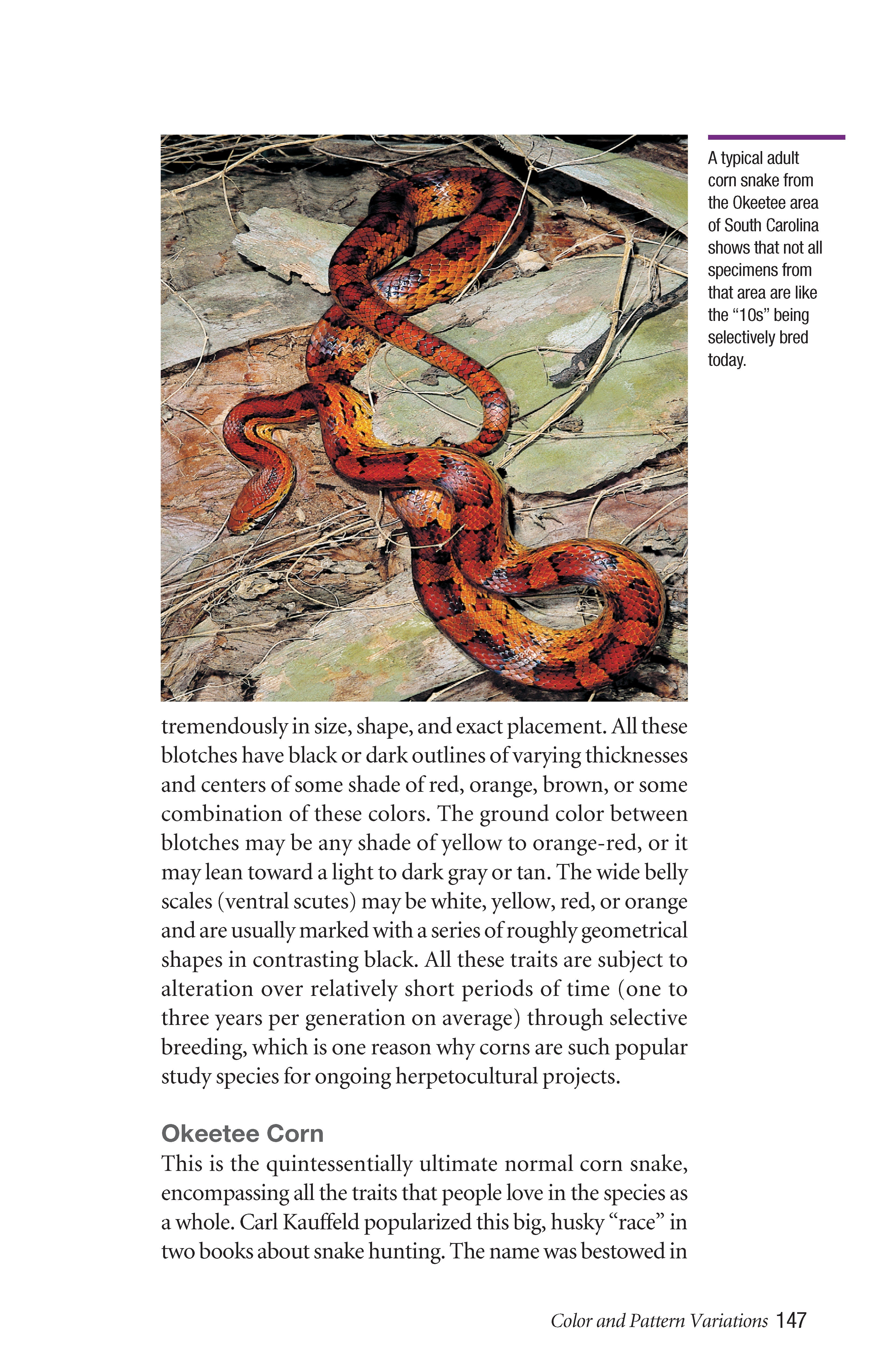 Corn Snakes