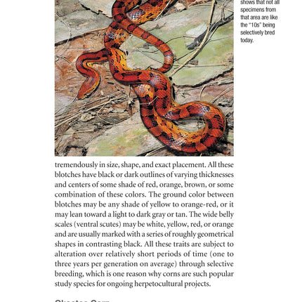 Corn Snakes