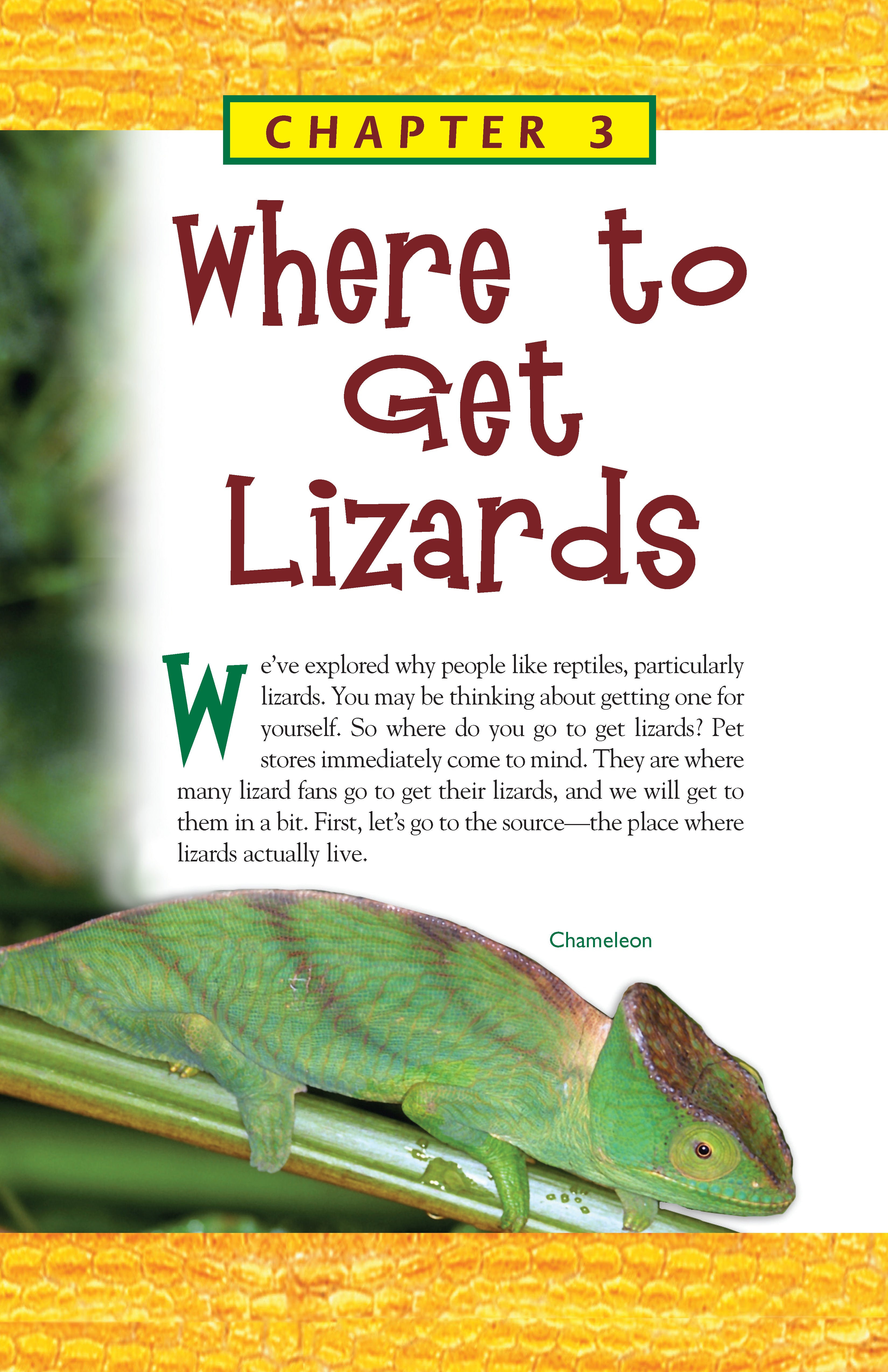 Lizards