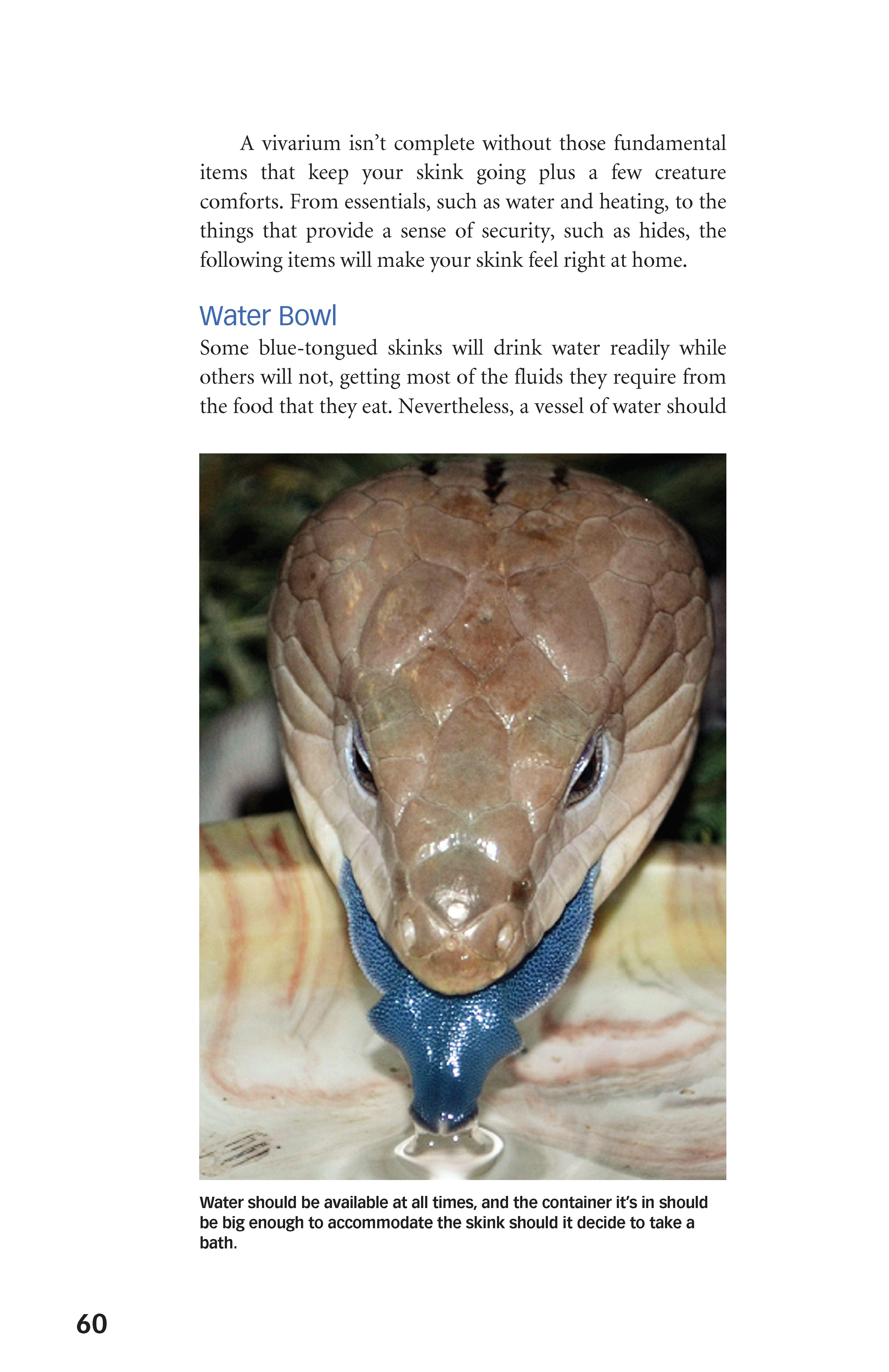 Blue-Tongued Skinks